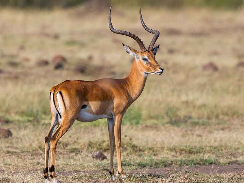 impala_hunting-somerby-safaris