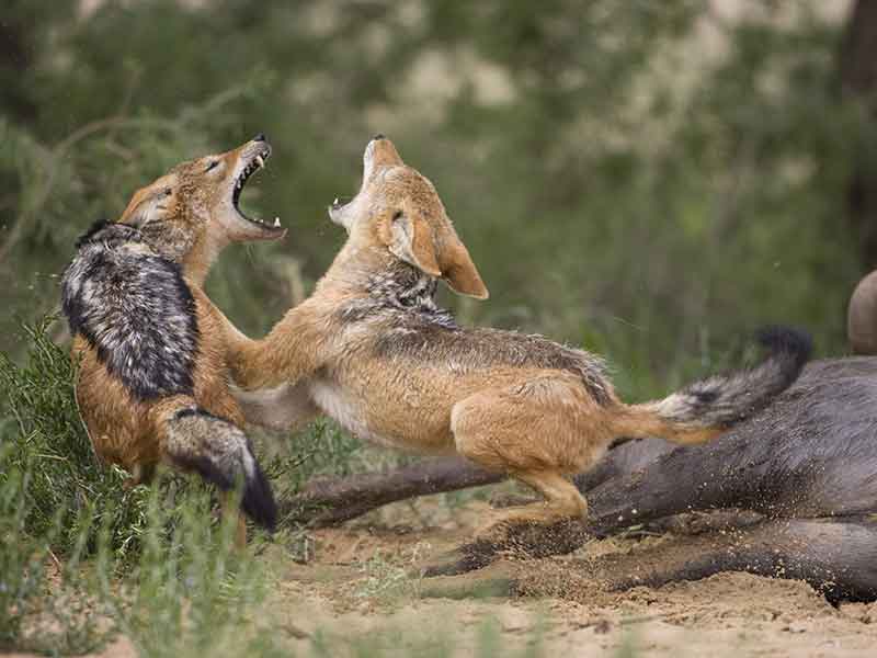 jackal_hunting-somerby-safaris