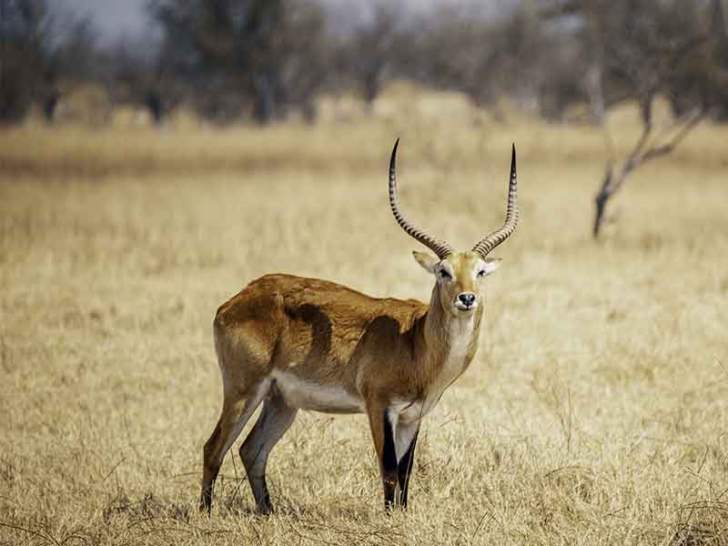 lechwe_hunting-somerby-safaris