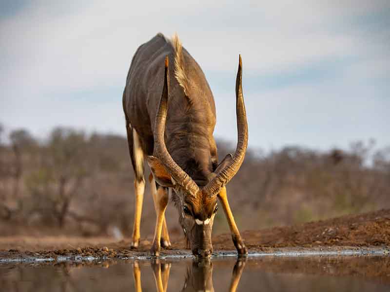 nyala_hunting-somerby-safaris