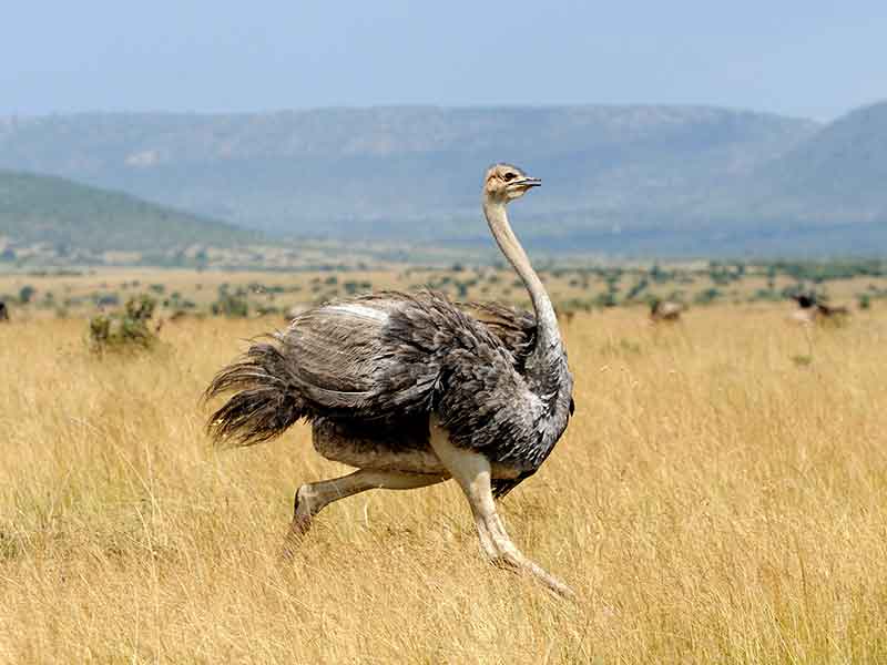 ostrich_hunting-somerby-safaris
