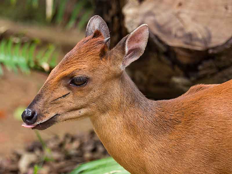 Hunting Red Duiker in South Africa