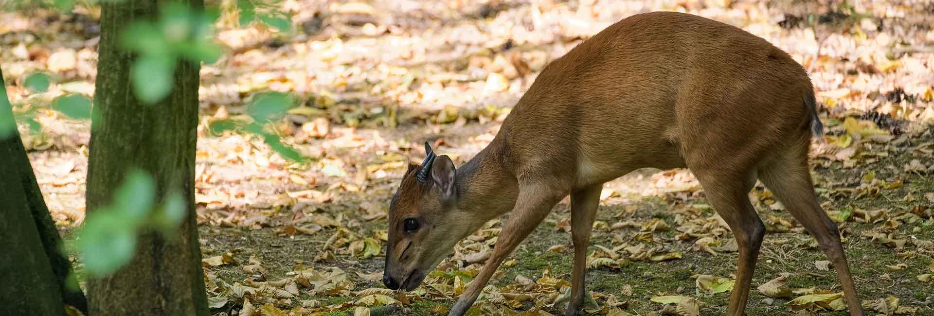 red-duiker_hunting-somerby-safaris