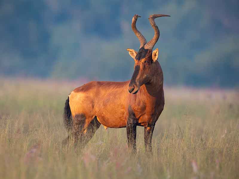 red-hartebeest_hunting-somerby-safaris