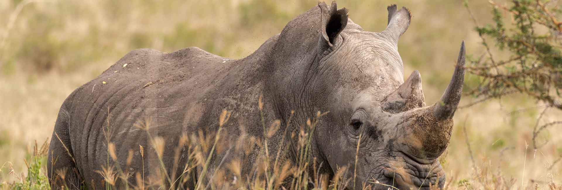 rhino-plains-game-somerby-safaris