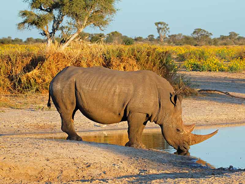 rhino_hunting-somerby-safaris