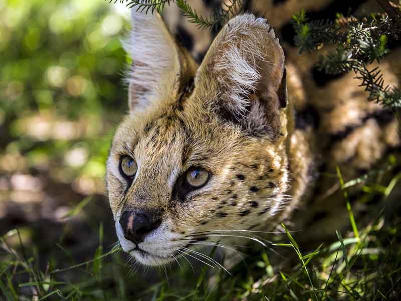 serval_hunting-somerby-safaris