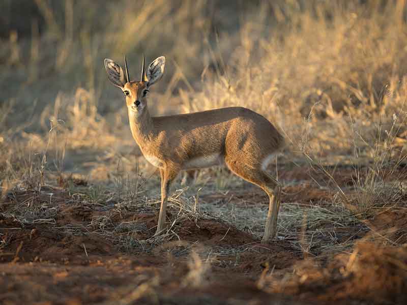 steenbuck_hunting-somerby-safaris