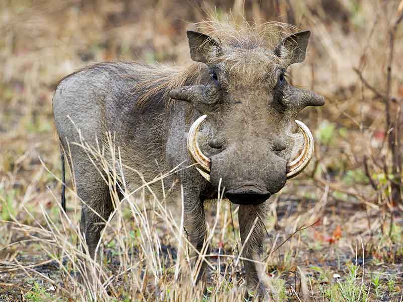 warthog_hunting-somerby-safaris